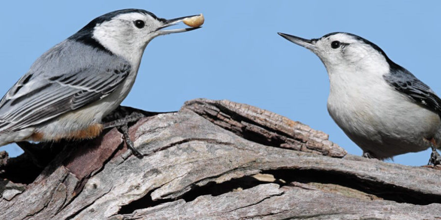 Bird Of The Week White Breasted Nuthatch Kern Audubon Society