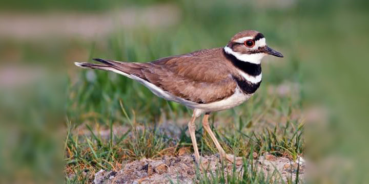 Bird of The Week: Killdeer – Kern Audubon Society