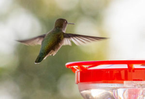 Anna's hummingbird, by Robert Stewart