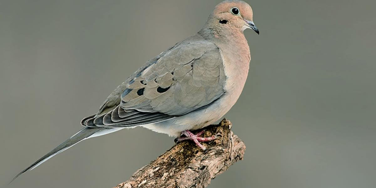difference between male and female mourning dove