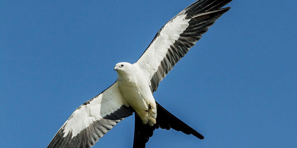 Bird of The Week: Bald Eagle – Kern Audubon Society