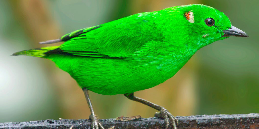 Bird Of The Week: Glistening-green Tanager – Kern Audubon Society