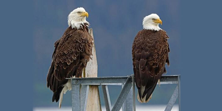 Bird of The Week: Bald Eagle – Kern Audubon Society