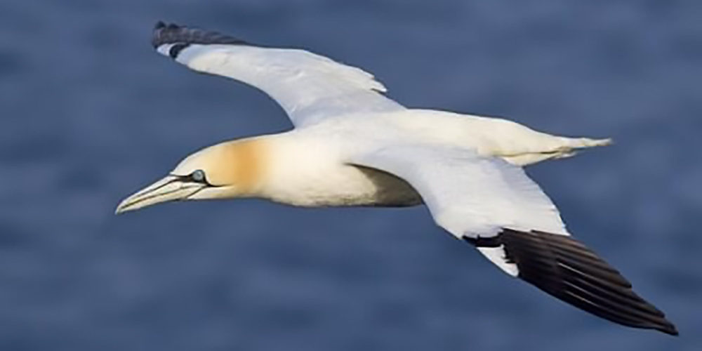 The bird that caused Gannet to change its scientific name