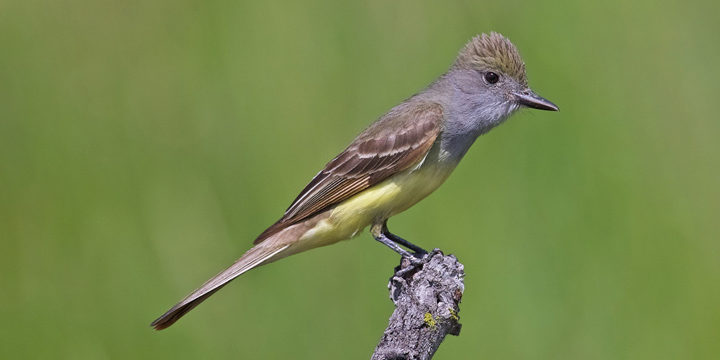 Great-Crested Fly Catcher Highlights — Russell Mav Photography