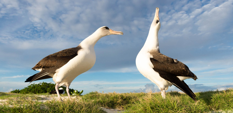 Laysan Albatross