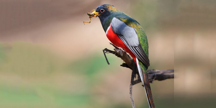 Bird of The Week: Elegant Trogon – Kern Audubon Society