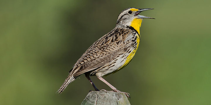 Bird of The Week: Western Meadowlark – Kern Audubon Society