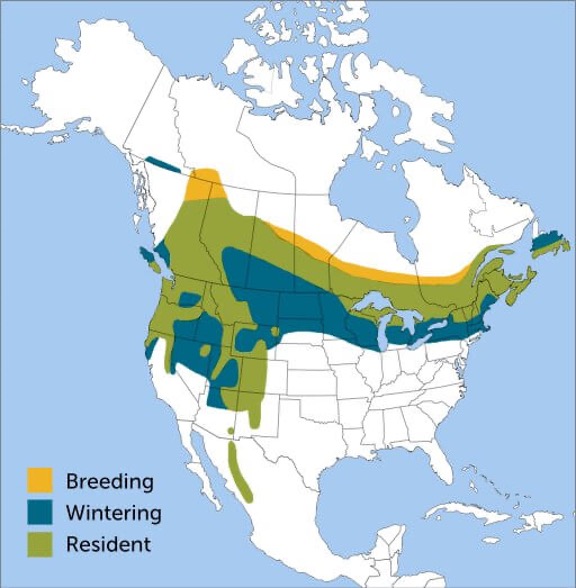 Bird of The Week: Evening Grosbeak – Kern Audubon Society