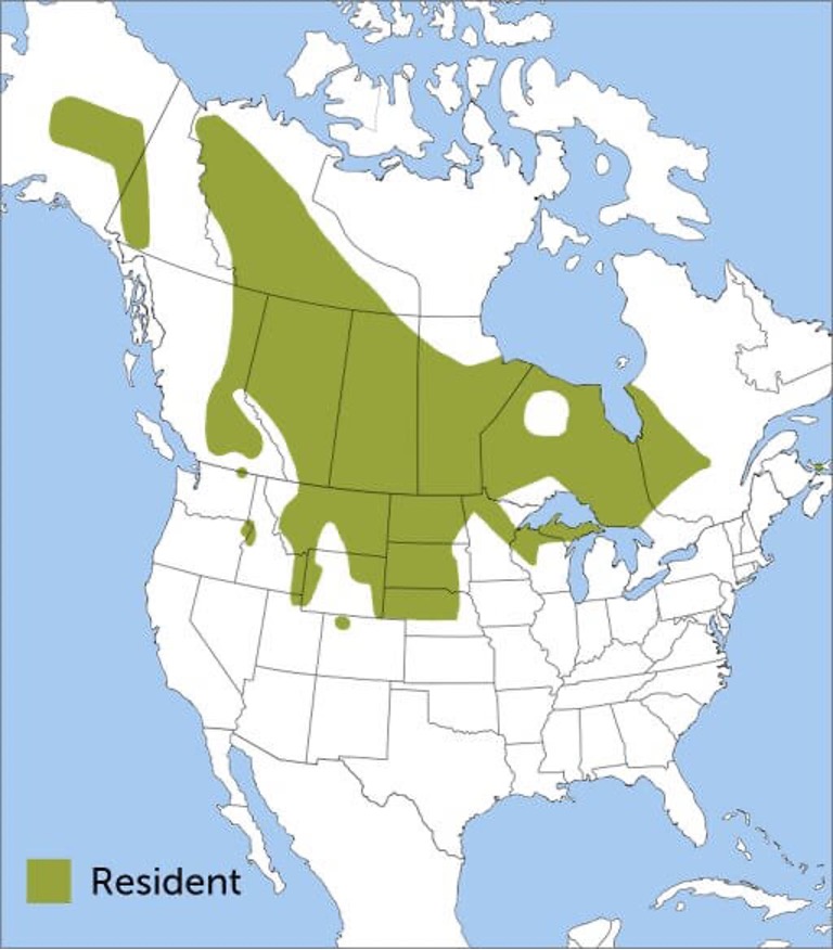 Bird of The Week: Sharp-tailed Grouse – Kern Audubon Society