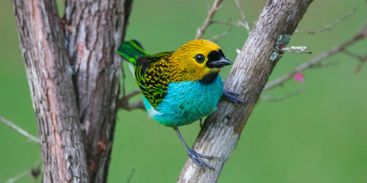 Bird of The Week: Gilt-edged Tanager – Kern Audubon Society