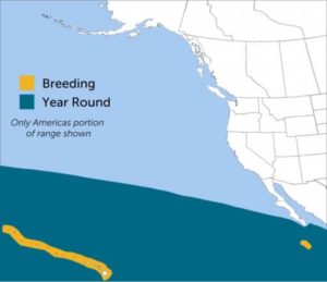 Wedge-tailed shearwater map