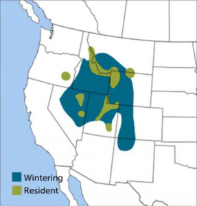 Black Rosy-Finch Region Map