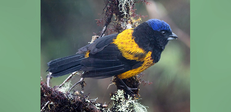 Golden-backed Mountain-tanager