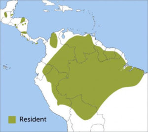 Scarlet Macaw Region Map
