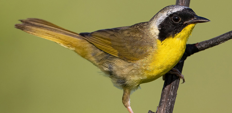 Common yellowthroat