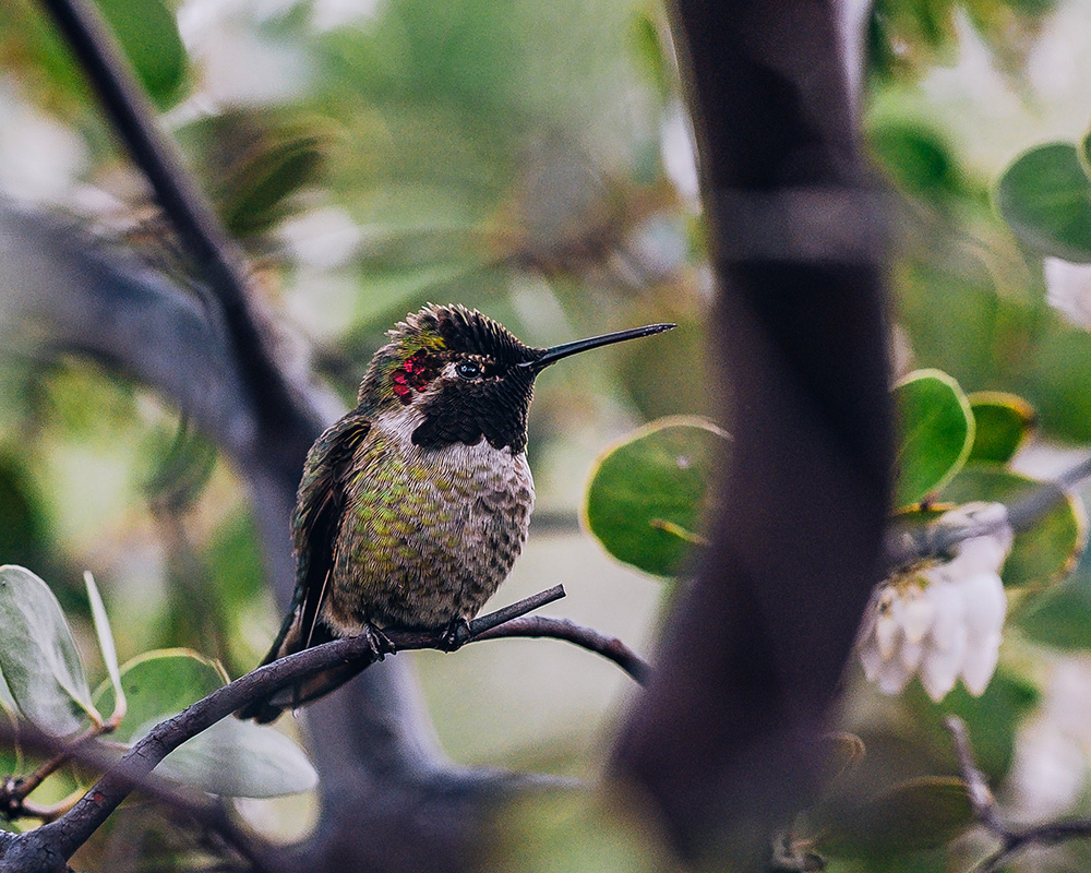 A colorful hummingbird rests on a small branch.