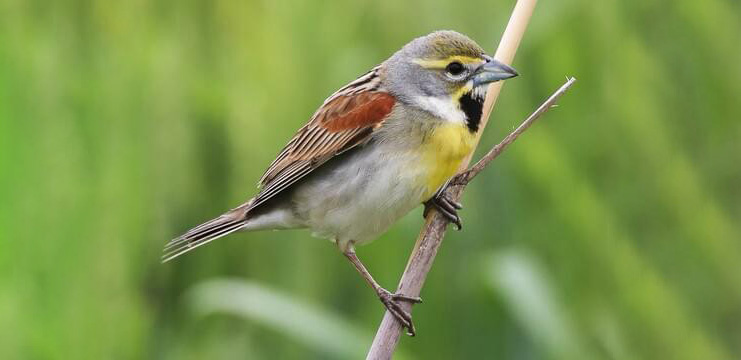 Dickcissel. Photo by Dan Behm