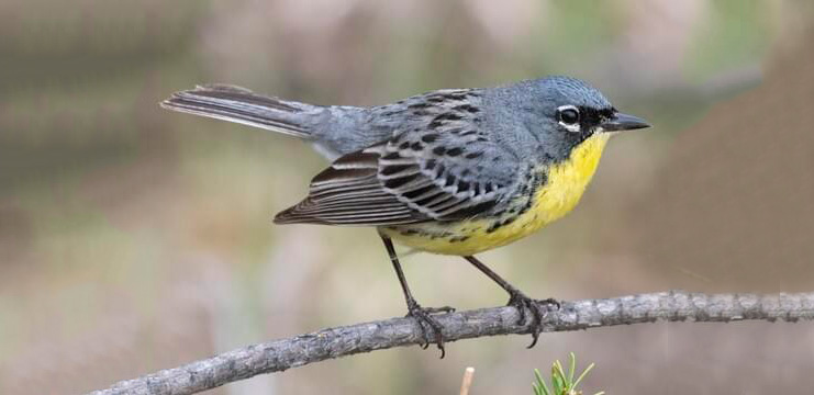 Kirtland's warbler