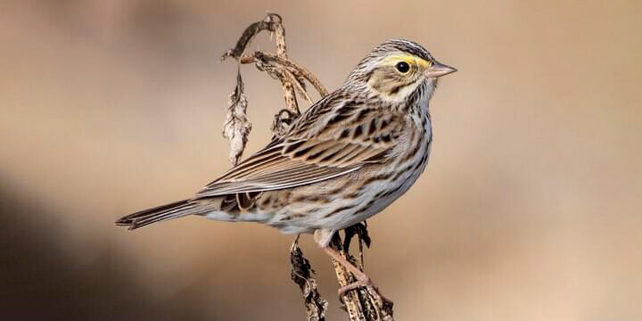 Bird of The Week: Savannah Sparrow – Kern Audubon Society