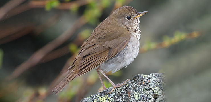 Bicknell’s Thrush