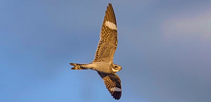 Common Nighthawk drinking.