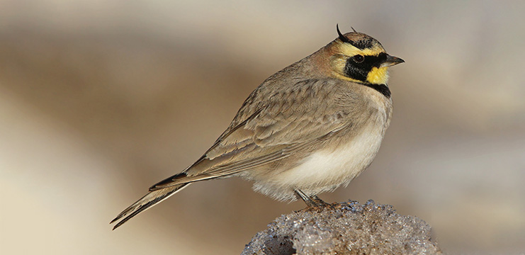 Horned Lark