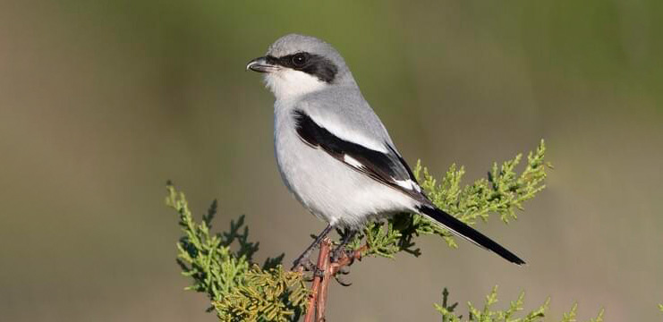 Loggerhead Shrike parent bringing food to its fledgling. Photo by Philip Rathner, Shutterstock.