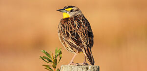 Eastern Meadowlark by William Leaman, Alamy Stock Photo