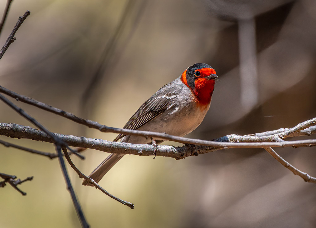 Red-faced Warbler