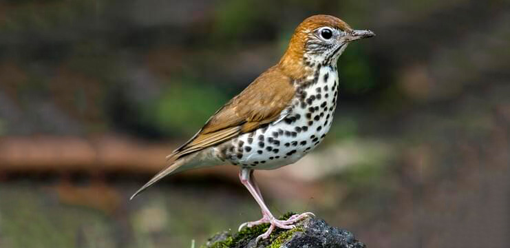 Wood Thrush on wintering grounds in Costa Rica.