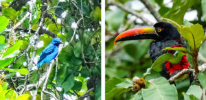 Turquoise-Cotinga and Firey-billed Aracari, Photos by Randy Bergquist