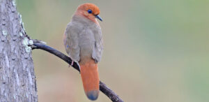 Blue-eyed Ground-Dove