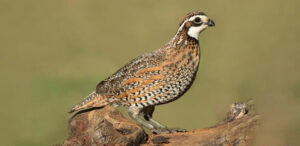 Northern Bobwhite