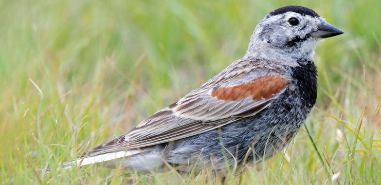 Thick-billed Longspur