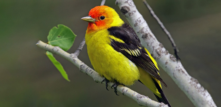 Western Tanager