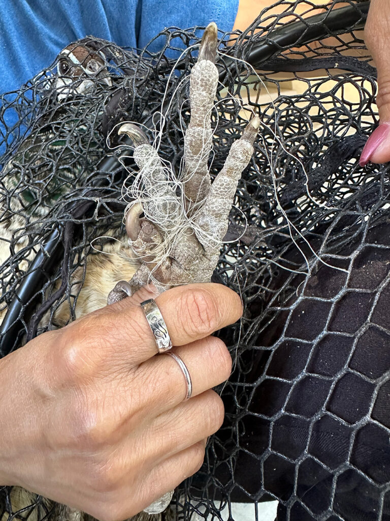 Fishing line on peacock