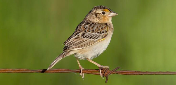 Grasshopper Sparrow