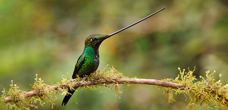 Sword-billed Hummingbird