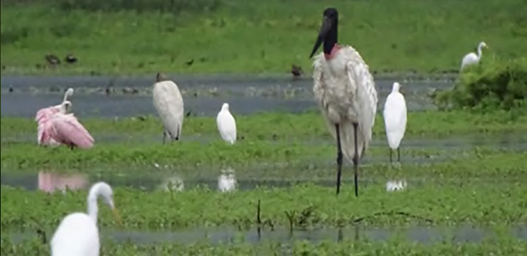 CAÑO NEGRO WETLANDS