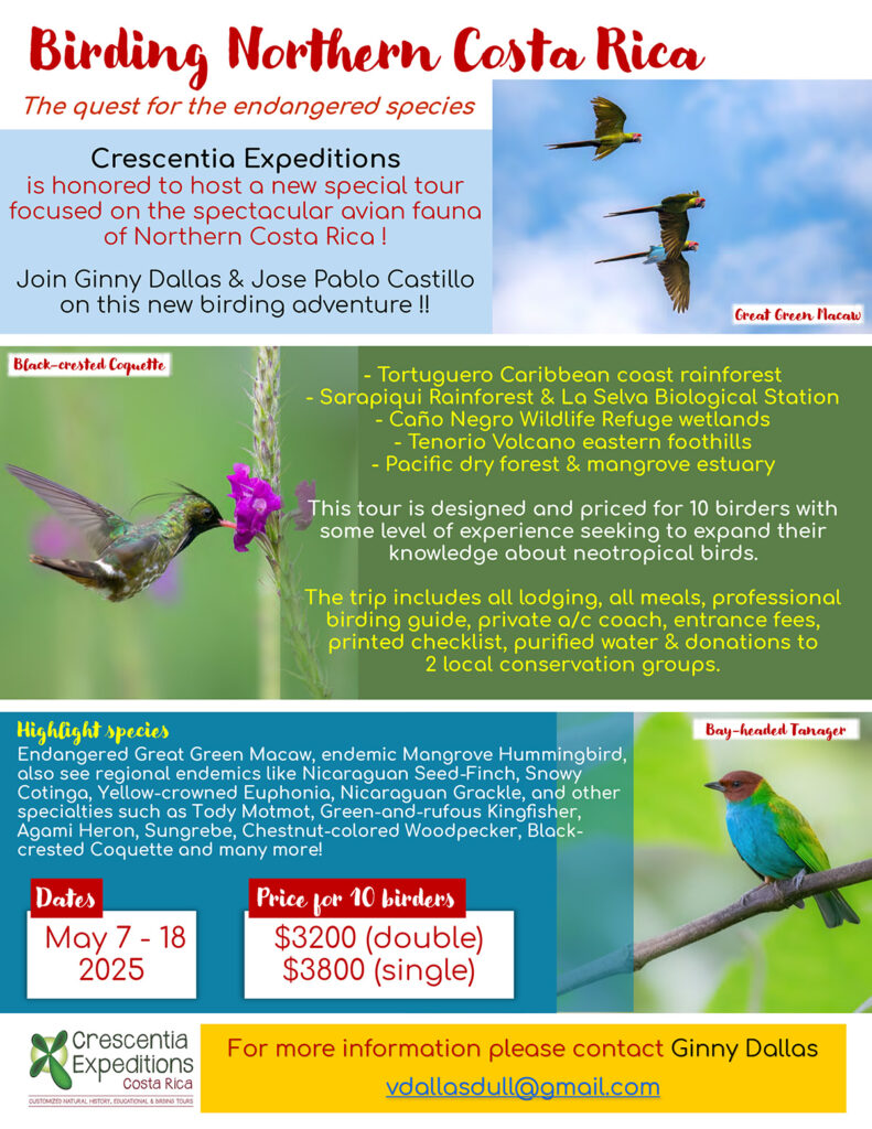 Birding NORTHERN Costa Rica - The quest for the endangered species Trip May 7-18, 2025