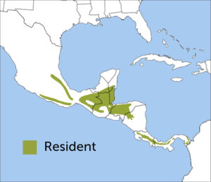 Northern Emerald-Toucanet range map by ABC