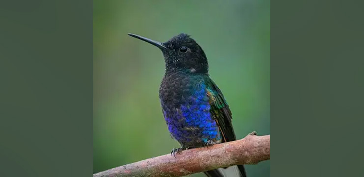 Velvet-purple Coronet pair by Ngoc Sam Thuong Dang, Macaulay Library at the Cornell Lab of Ornithology