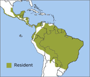 Collared Forest-Falcon range map by Birds of North America, https://birdsna.org maintained by the Cornell Lab of Ornithology.