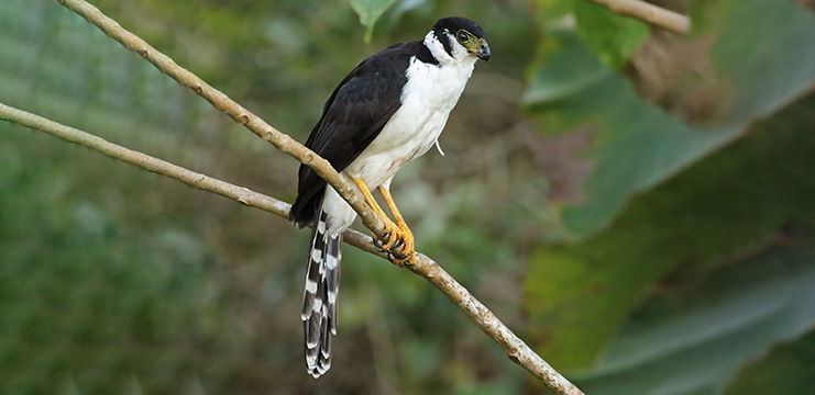 Collared Forest-Falcon, dark adult. Photo by Jean Bonilla, Macaulay Library at the Cornell Lab of Ornithology.