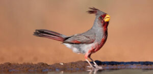 Pyrrhuloxia