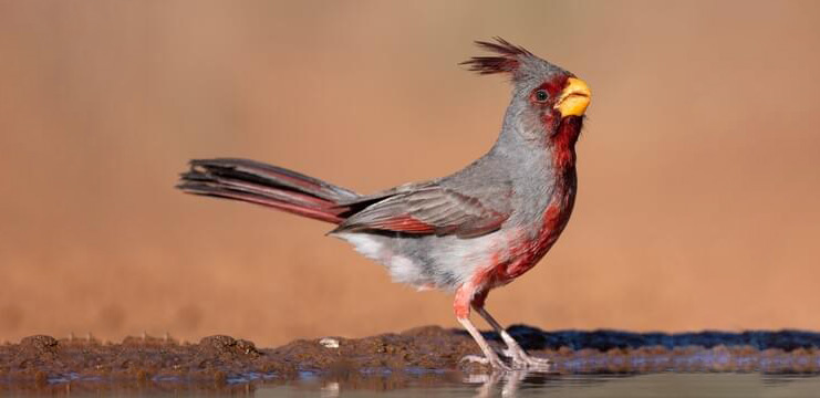 Pyrrhuloxia