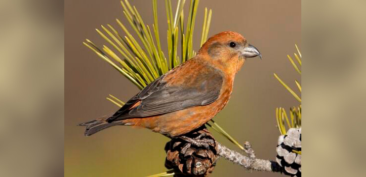 Red Crossbill