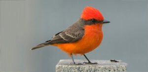 Vermilion-Flycatcher