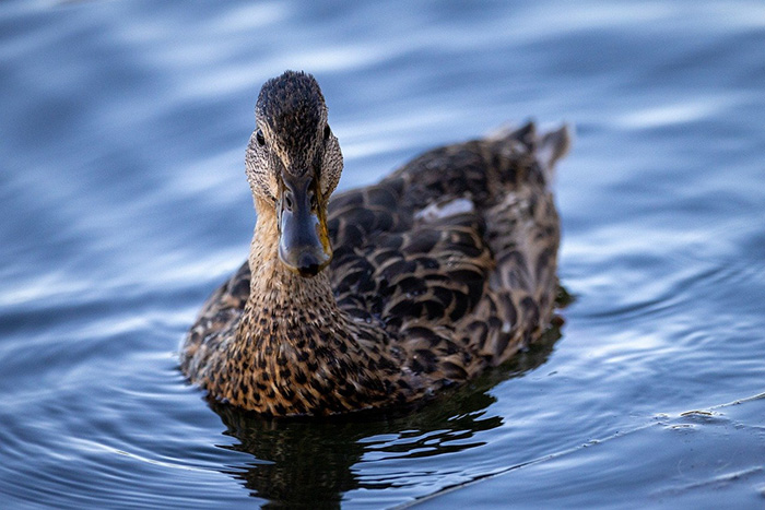 Mallard image by MountainDweller from Pixabay